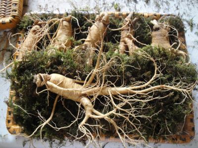 Sâm tươi Korea 6 năm tuổi 6 củ/kg