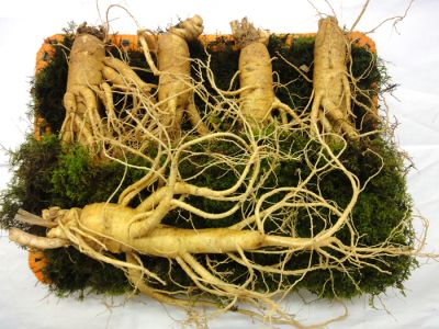 Sâm tươi Korea 6 năm tuổi 5 củ/kg