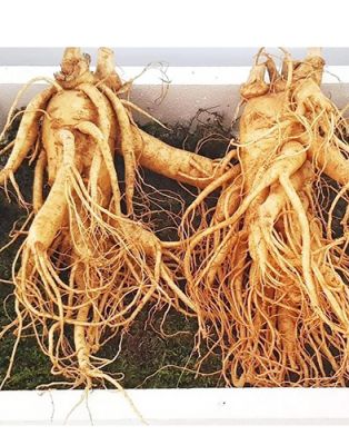 Sâm tươi Korea 6 năm tuổi loại 2 củ/kg