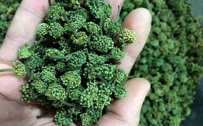  Trà Nhụy Hoa Tam thất cao cấp - 100gr