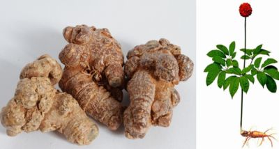 Tam thất bắc uy tín tại Thanh Xuân