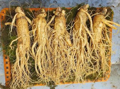 Cửa hàng bán Nhân sâm tươi Hàn Quốc uy tín tại Hà Nội