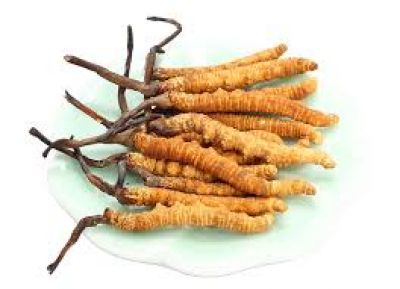 Những điều cần biết về Đông trùng hạ thảo và Đông trùng hạ thảo tươi