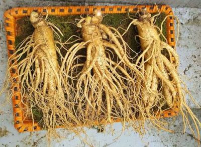 Nhân sâm Hàn Quốc đường Nguyễn Trãi - Hà Nội