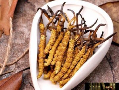Đông trùng hạ thảo có tác dụng gì