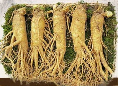 Tác dụng của Nhân Sâm tới sức khoẻ