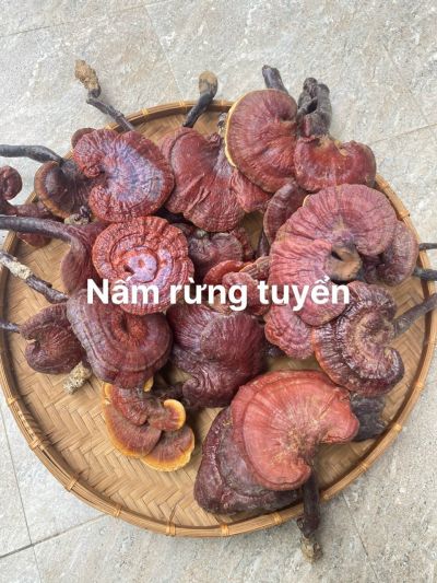 Tác dụng của Nấm Lim Xanh
