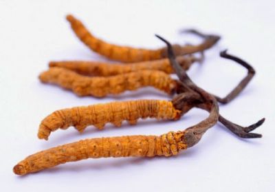 Đông Trùng Hạ Thảo là gì?