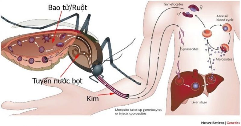 Sốt xuất huyết