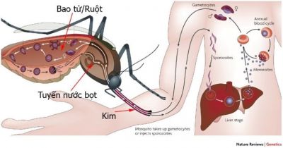 Sốt xuất huyết